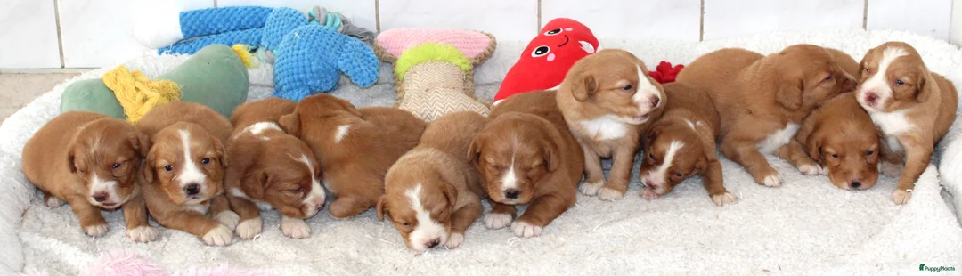 Nova Scotia Duck Tolling Retriever honden te koop: Prachtige nova scotia duck tolling retriever pups - Advertentie 5