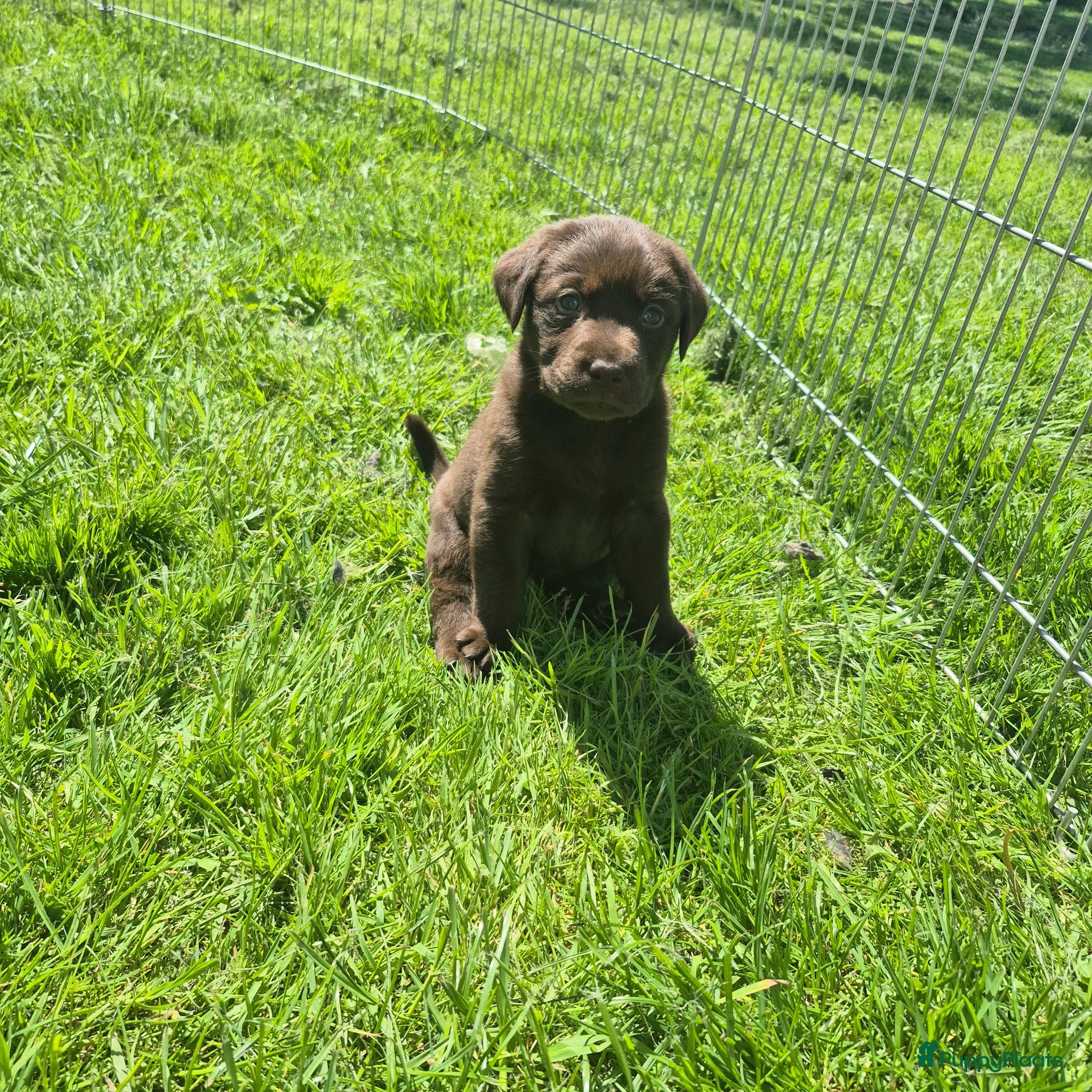 Labrador Retriever honden Labrador pups - Advertentie 1
