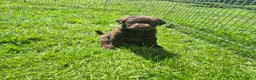 Labrador Retriever honden te koop: Labrador pups - Advertentie 1