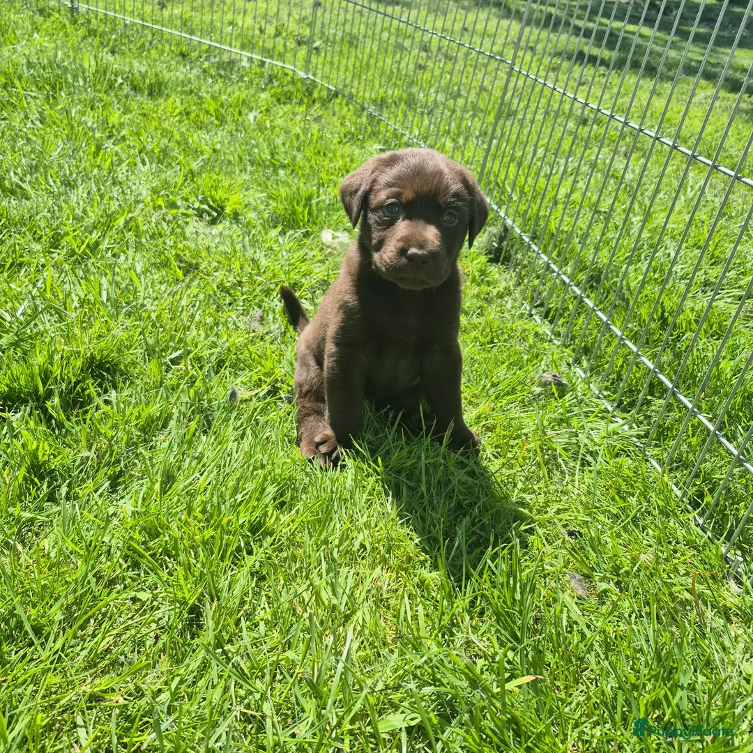 Labrador Retriever honden te koop: Labrador pups - Advertentie 1