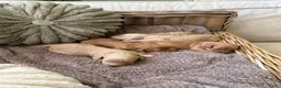 Labradoodle honden te koop: Mini Labradoodle  - Advertentie 16