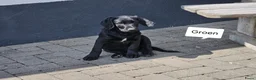 Labradoodle honden te koop: Laatste 2 labradoodles zoeken een eigen huisje - Advertentie 27