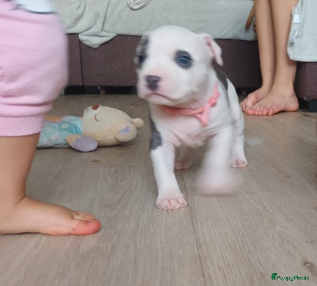 American Staffordshire Terriër honden te koop: beautiful Puppies for sale   - Afbeelding 1