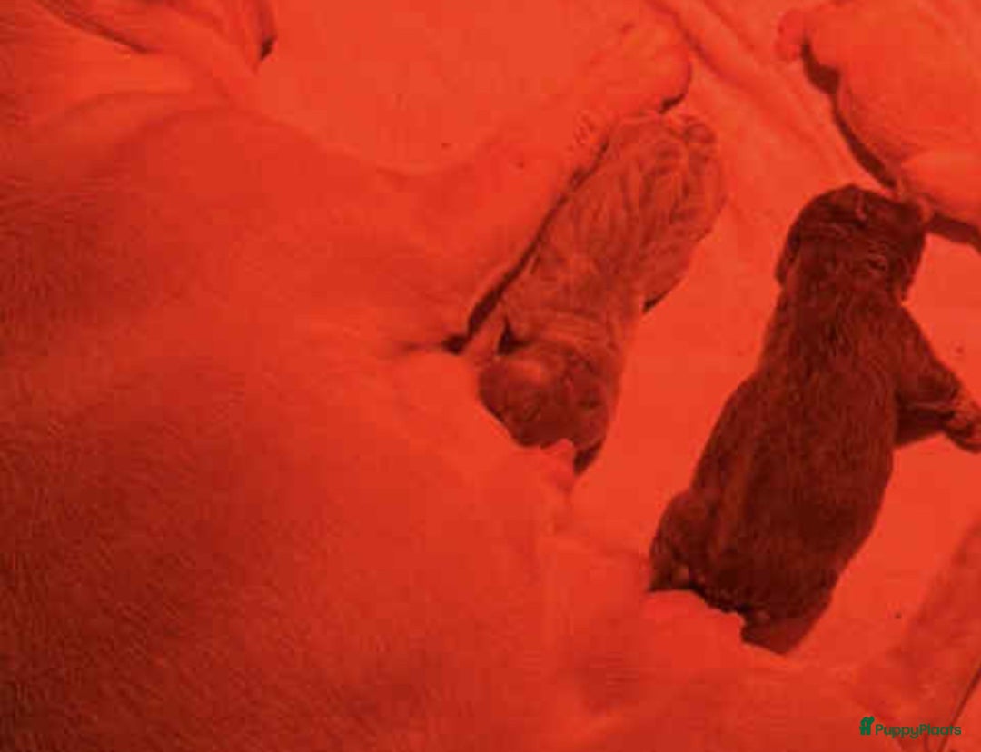 Franse Bulldog honden te koop: Franse Bulldog fluffy  Isabella  / Lilac tan  - Advertentie 4