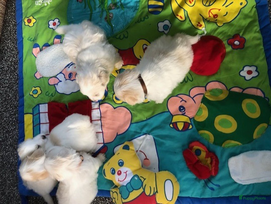 Coton De Tuléar honden te koop: Coton de Tulear pups  - Advertentie 12