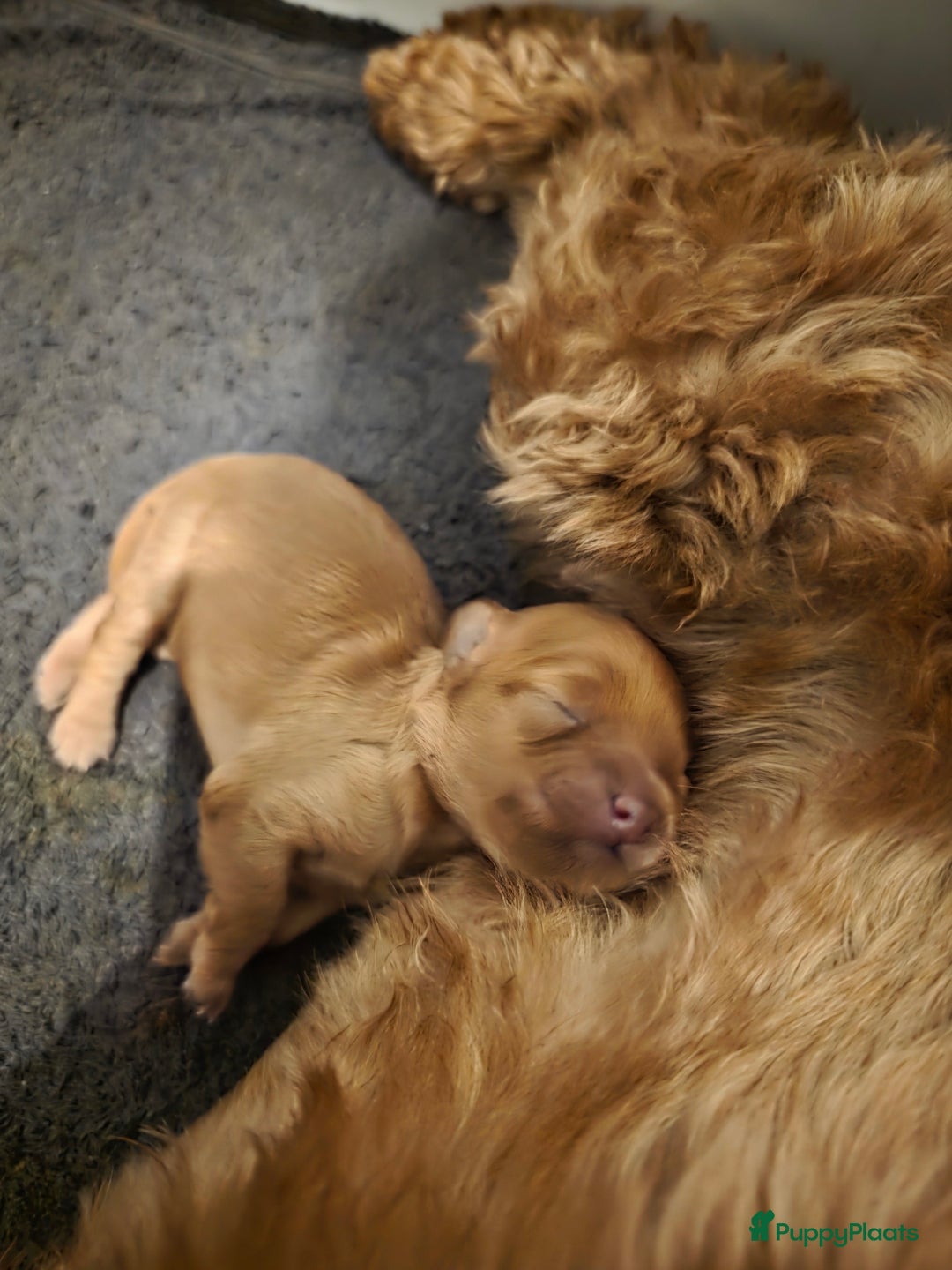 Australian Labradoodle honden te koop: Mini australian labradoodles - Advertentie 5