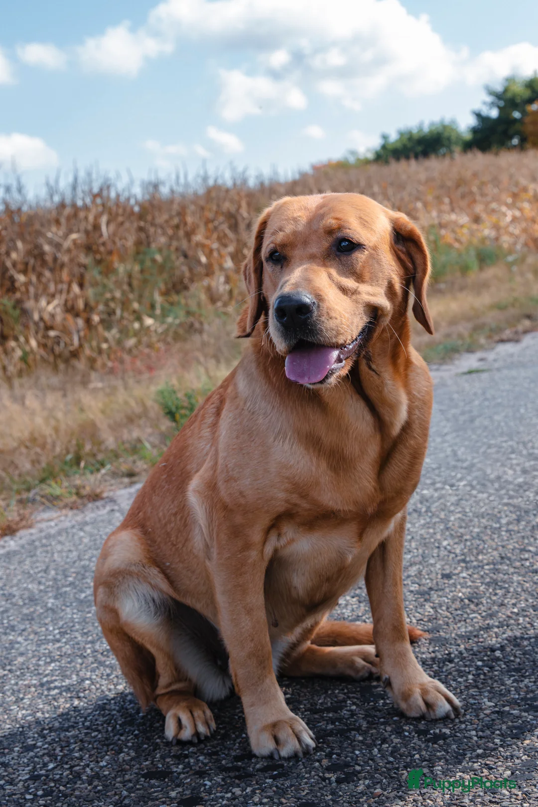 Galerij afbeelding {{count}}