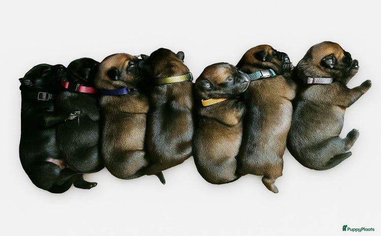 Mechelse Herder honden - Advertentie 2