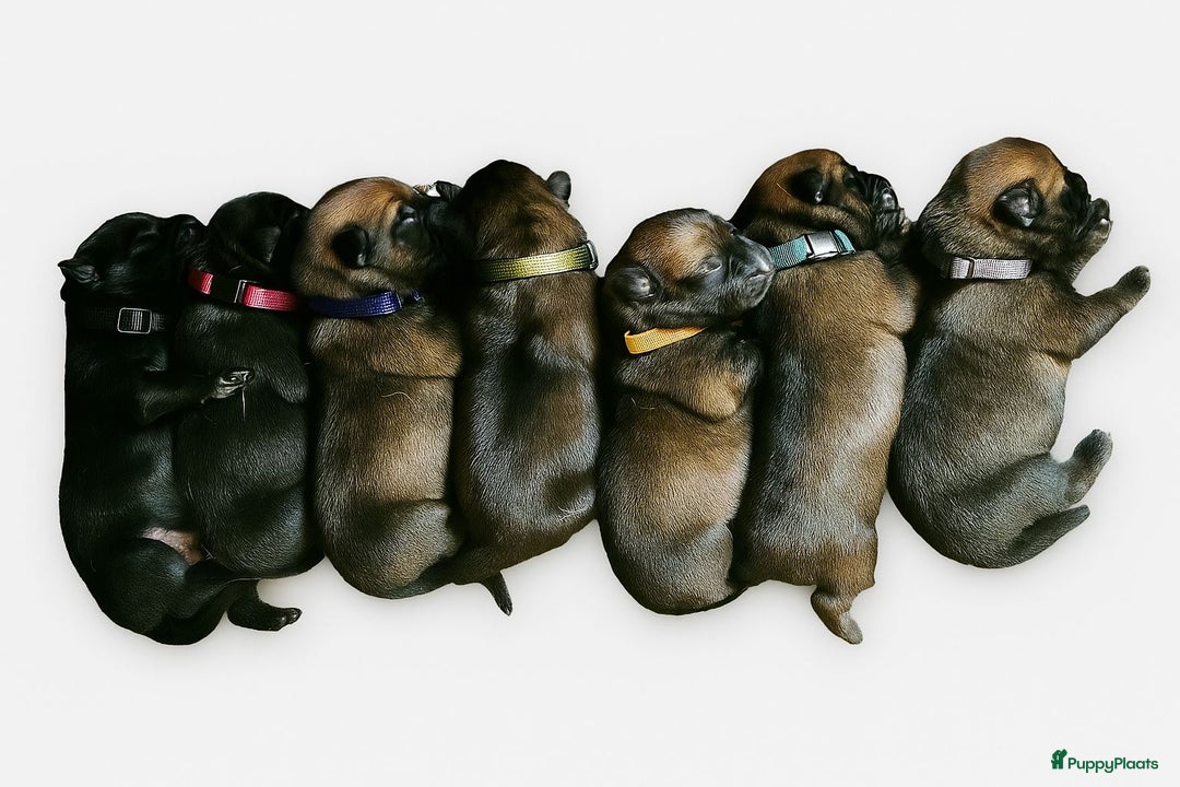 Mechelse Herder honden te koop: Mechelse Herder pups  - Advertentie 1