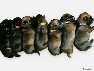 Mechelse Herder honden Mechelse Herder pups - Advertentie 8