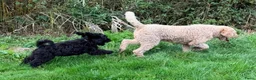 Cockapoo honden te koop: Amerikaanse Cockapoo pups - Advertentie 4