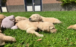 Goldendoodle honden te koop: F1 Goldendoodle pups - Afbeelding 10