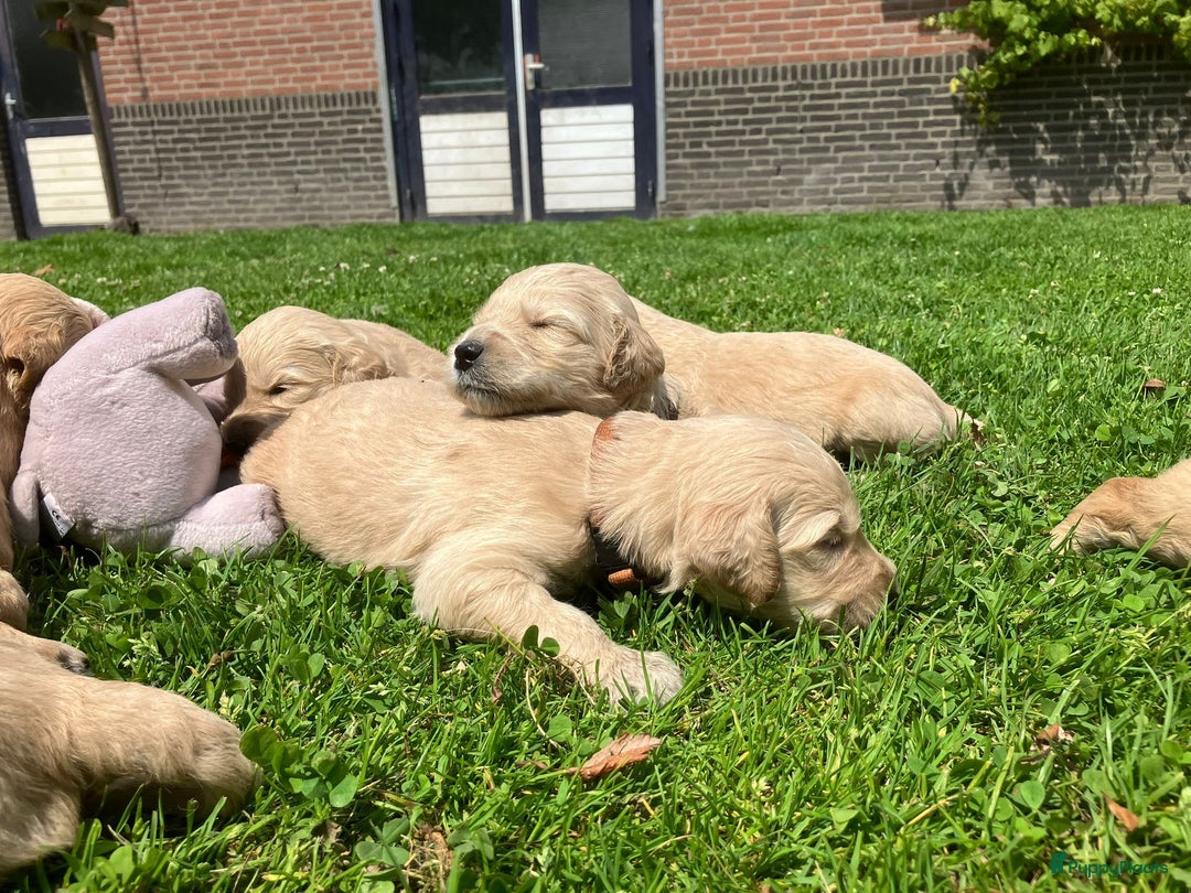 Goldendoodle honden te koop: F1 Goldendoodle pups - Afbeelding 10