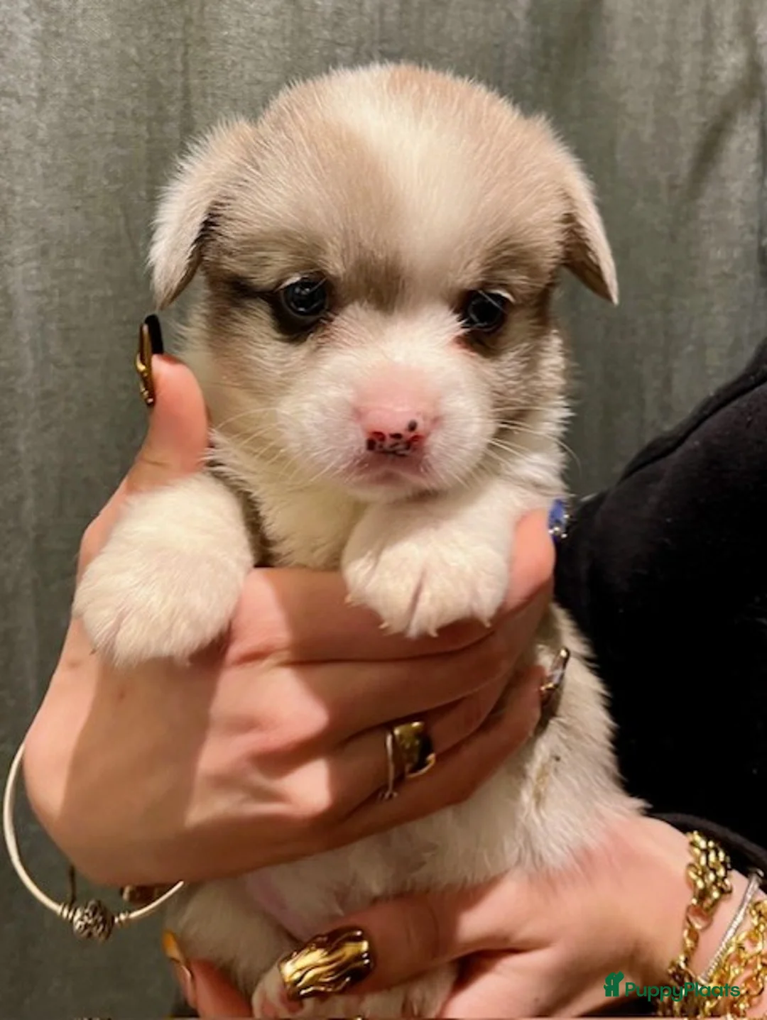 Welsh Corgi Cardigan honden te koop: Lief nestje met corgi pups beschikbaar - Advertentie 8