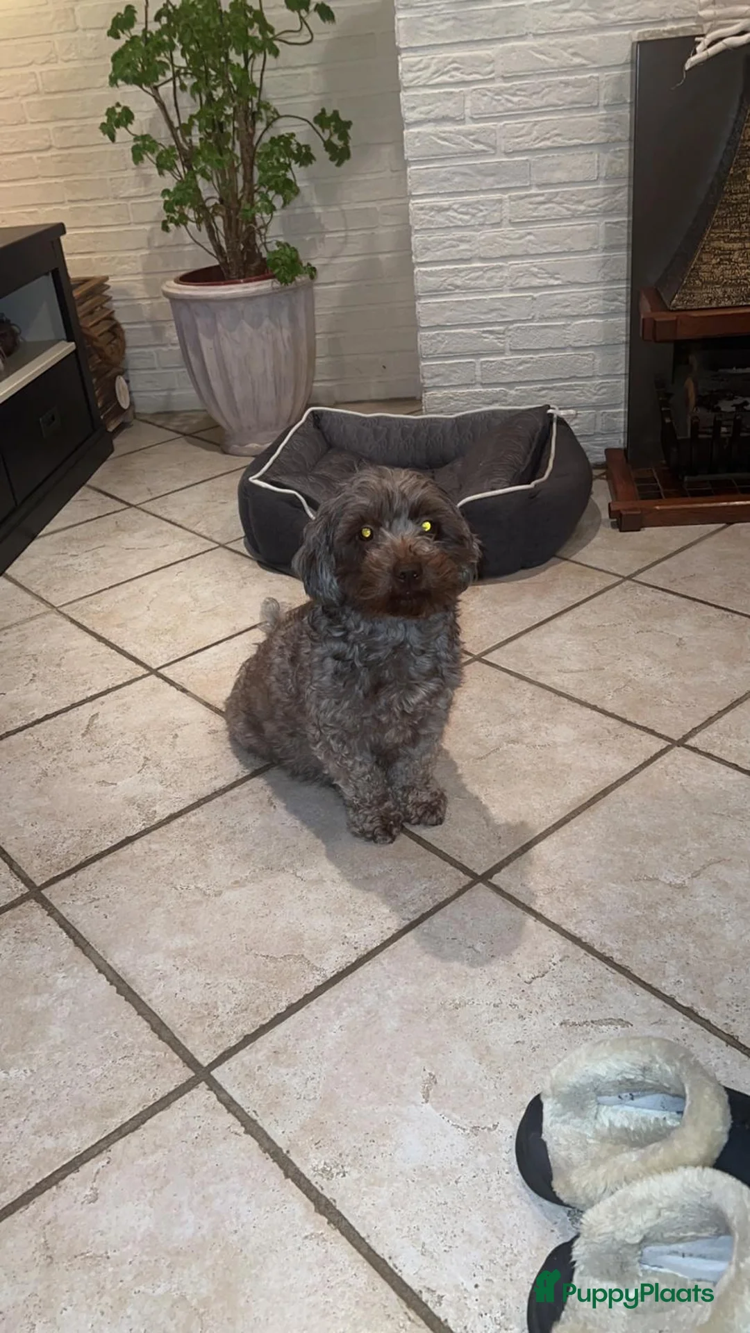 Shihpoo honden te koop: Te koop aangeboden Shihpoopups - Advertentie 1