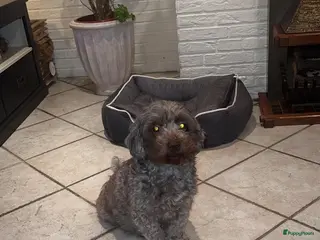 Shihpoo honden Te koop aangeboden Shihpoopups - Advertentie 1