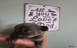 Chihuahua honden te koop: Mooi Blauw Langharig Chihuahua Teefje - Afbeelding 2