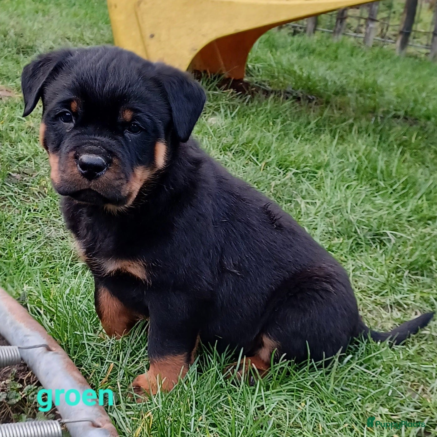 Rottweiler honden Prachtige zuivere rottweiler pups - Advertentie 2