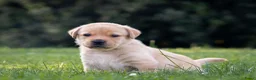 Labrador Retriever honden te koop: Labrador Retriever pups - blond en red fox - Advertentie 14