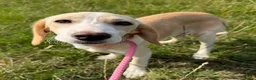 Kruising honden te koop: Jayaa - Advertentie 4