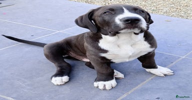 Kruising honden - Advertentie 2