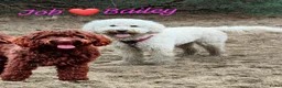 Kruising honden te koop: ✨ Golden doodle Bailey is moeder mooie 8 pups  - Advertentie 2