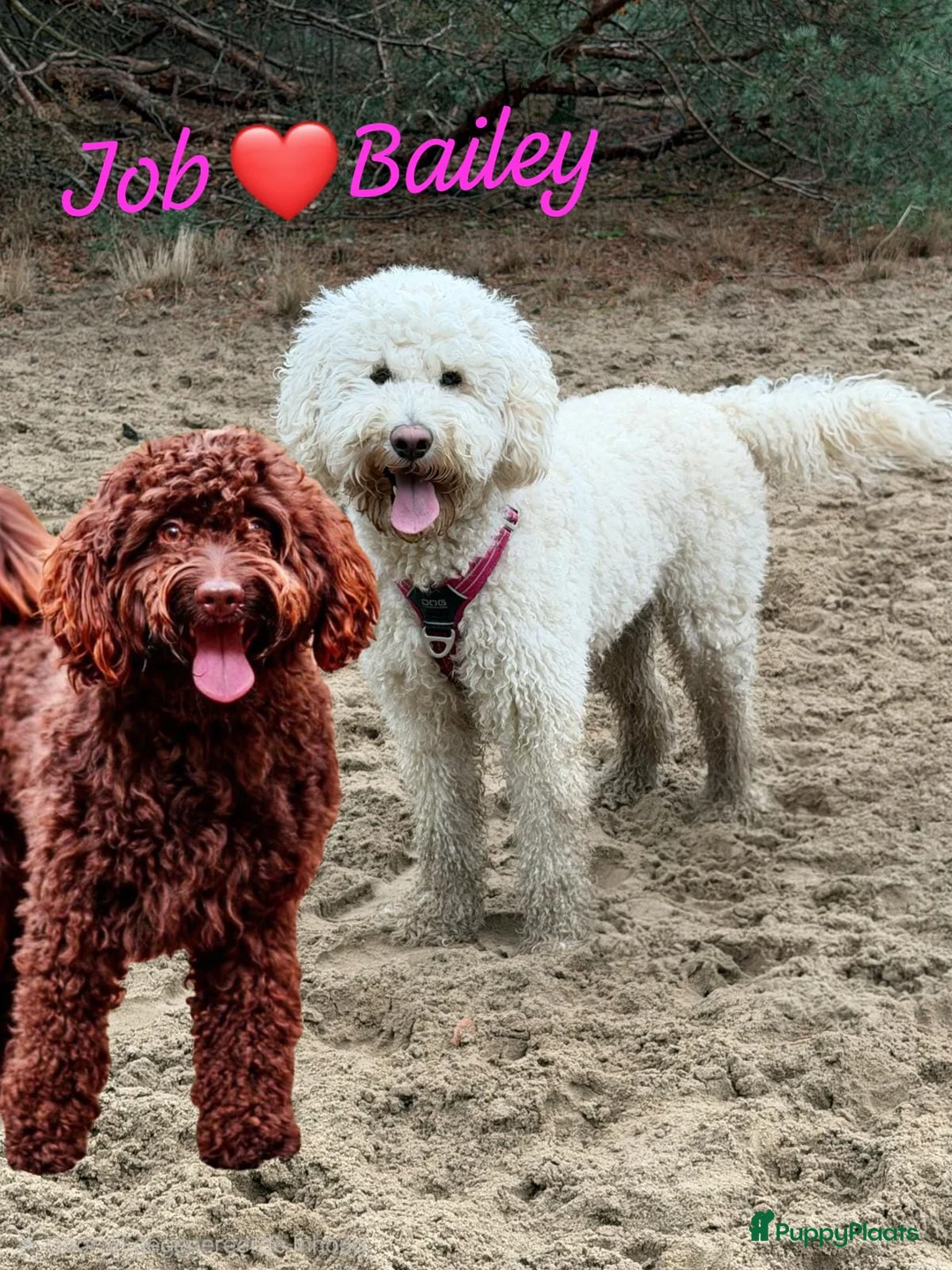Kruising honden te koop: ✨ Golden doodle Bailey is moeder mooie 8 pups  - Advertentie 2