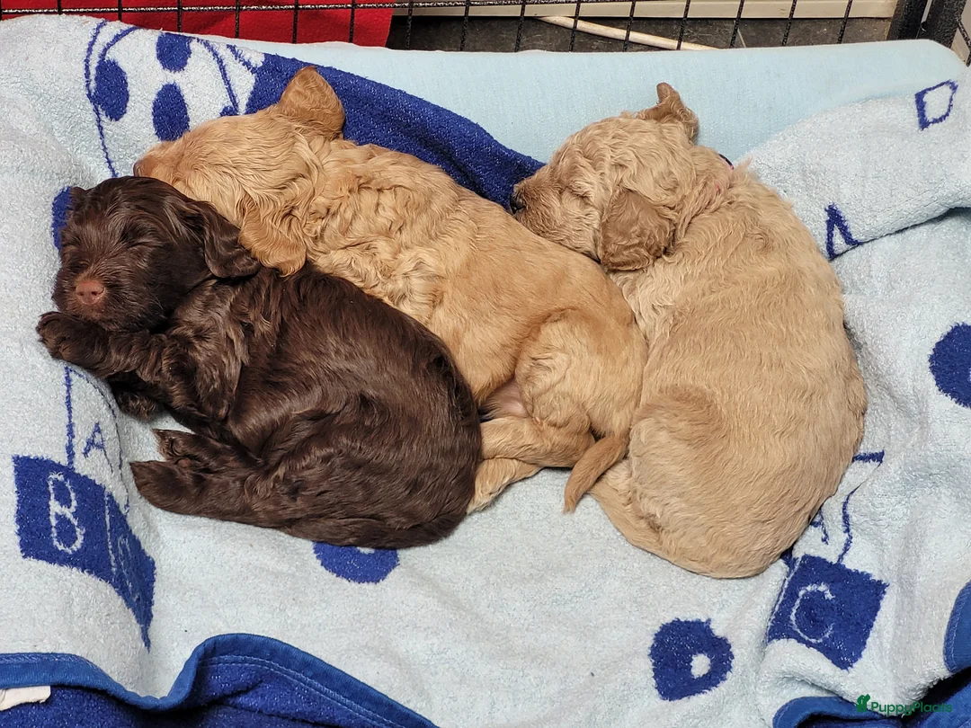 Australian Labradoodle honden te koop: Schattige Australian Labradoodle Puppies (Belgium) - Advertentie 24