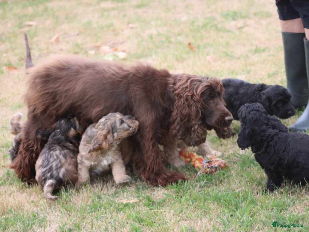 Cockapoo honden te koop: Cockapoo pups - Afbeelding 22