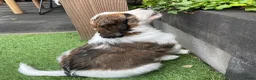 Kooikerhondje honden te koop: Kooiker pups Kooikerhondje  - Advertentie 20