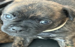 Kruising honden te koop: Kruising AHT American Hairless Terriër X Bulletje  in Hazerswoude-Rijndijk - Afbeelding 4