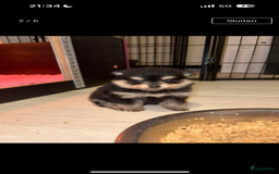 Pomeriaan honden te koop: Pomeriaan pup zoekt goud mandje in Venlo - Afbeelding 2
