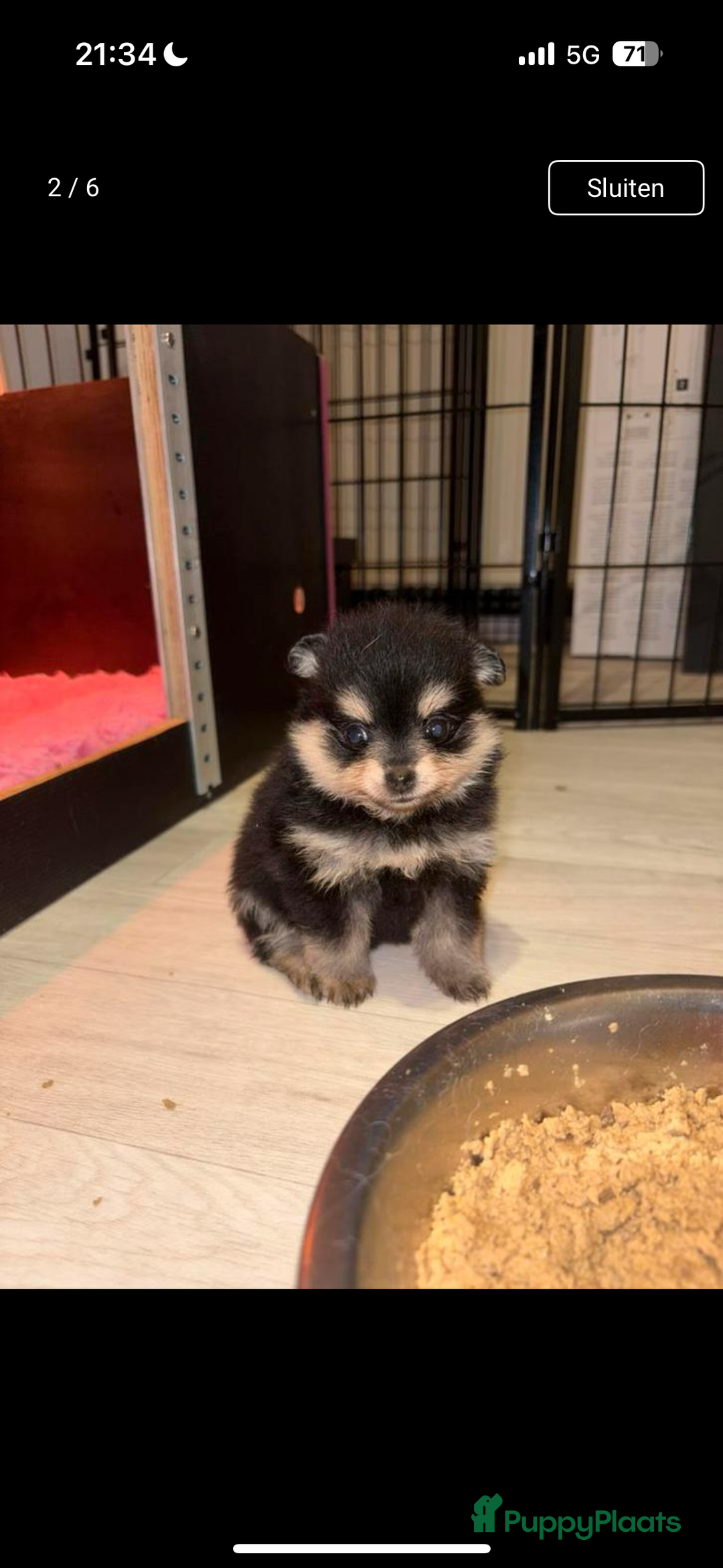 Pomeriaan honden te koop: Pomeriaan pup zoekt goud mandje in Venlo - Afbeelding 2