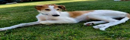 Barsoi honden te koop: Borzoi-teef uit FCI-kennel zoekt lief thuis  - Advertentie 22
