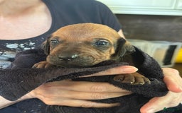 Rhodesian Ridgeback honden te koop: Prachtige en perfecte Rhodesian Ridgeback pups in Oosterbeek - Afbeelding 8