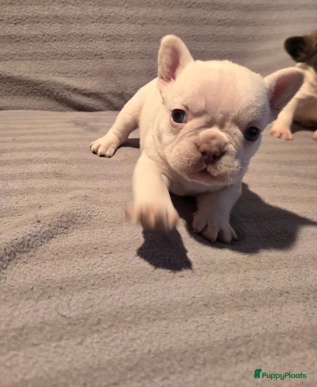 Franse Bulldog honden te koop: Knappe Franse buldogs enkele fluffy  - Advertentie 5