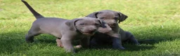 Weimarse Staande Hond korthaar honden te koop: Weimaraner pups - Advertentie 10