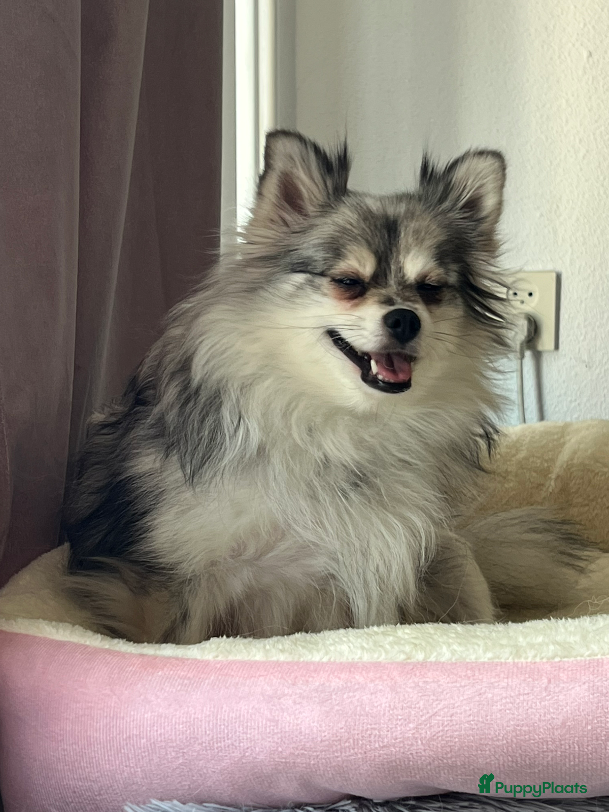 Pomchi honden Pomchi pups - Advertentie 1