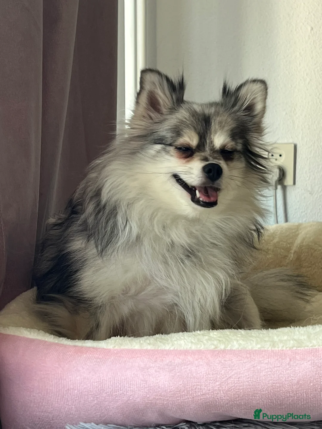 Pomchi honden te koop: Pomchi pups - Advertentie 1