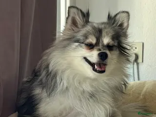 Pomchi honden Pomchi pups - Advertentie 1