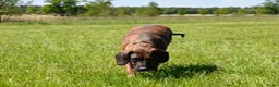 Kruising honden te koop: Bayerische gebirgssweishund - Advertentie 5