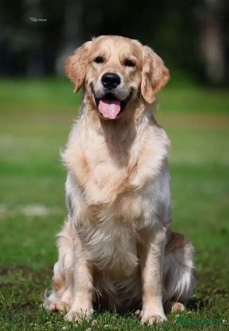 Teckel (korthaar)  honden Golden Retriever pups - Advertentie 1