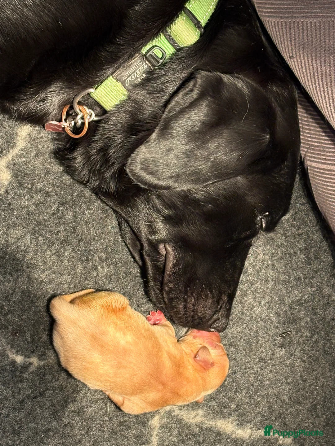 Labrador Retriever honden te koop: 🐶 9 Prachtige Labrador pups geboren op 15 feb - Advertentie 3