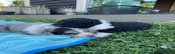 Kruising honden te koop: UNIEKE Wetterhoun X Australian Shepherd pups - Advertentie 3