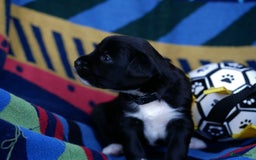 Border Collie honden te koop: Prachtige pups Border Collie/Barbado da Terceira - Afbeelding 12