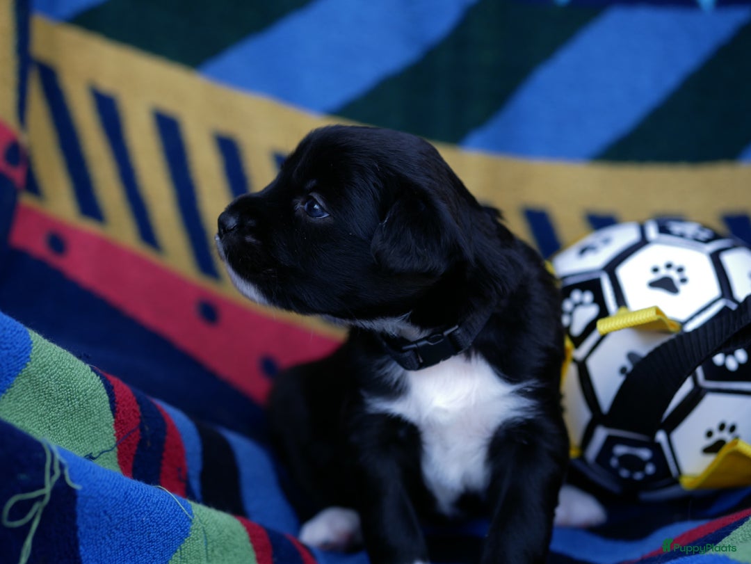 Border Collie honden te koop: Prachtige pups Border Collie/Barbado da Terceira - Afbeelding 12