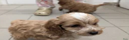 Cockapoo honden te koop: COCKAPOO-PUPPY’S 2 REUTJES & 1 TEefJE BESCHIKBAAR! in Amsterdam - Advertentie 15