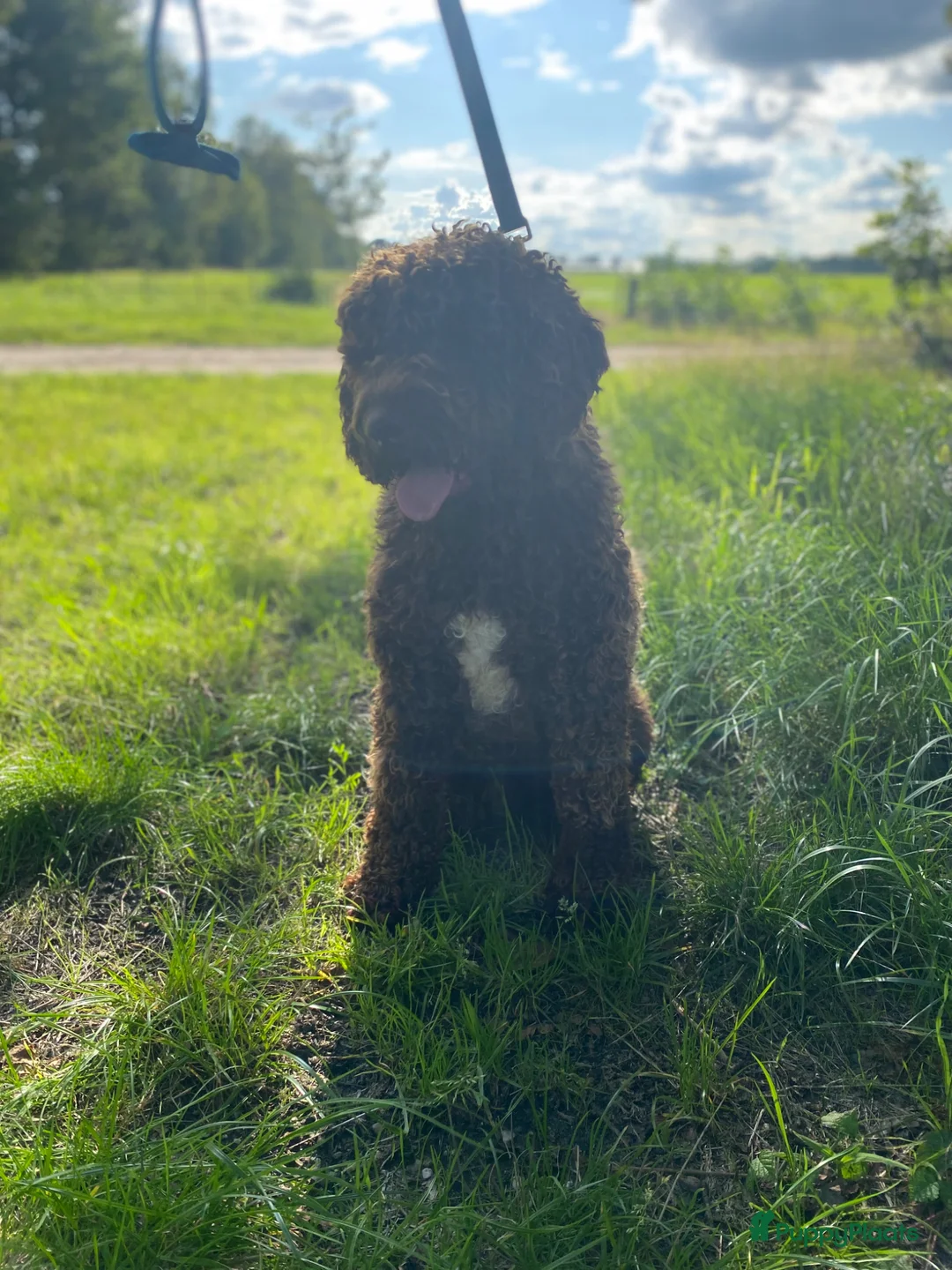 Australian Labradoodle honden te koop: Lief Medium Australian Labradoodle reutje - Advertentie 21