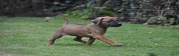 Rhodesian Ridgeback honden te koop: Prachtige Rhodesian Ridgeback pups met stamboom - Advertentie 5