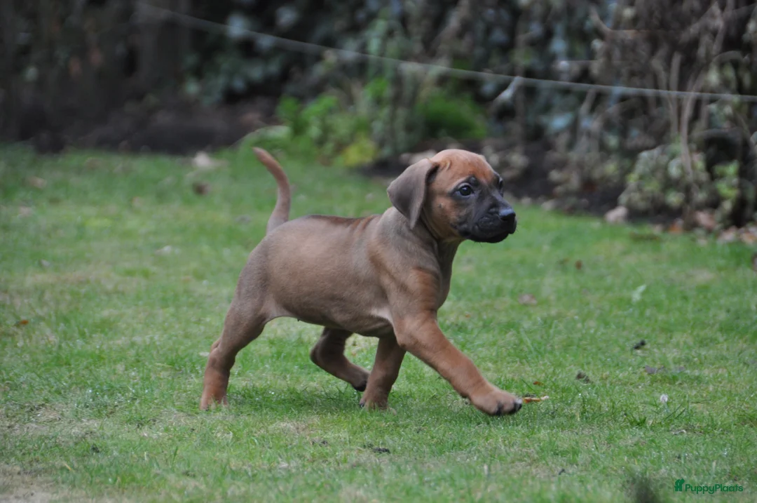 Rhodesian Ridgeback honden te koop: Prachtige Rhodesian Ridgeback pups met stamboom - Advertentie 5